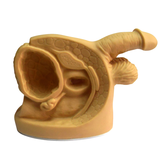 <b>男性內(nèi)外生殖器及導(dǎo)尿模型</b>