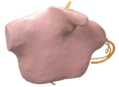 <b>中心靜脈穿刺插管模型</b>