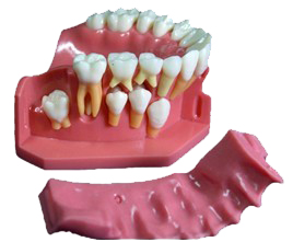 <b>牙列發(fā)育模型C</b>