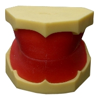 <b>全口蠟堤模型</b>