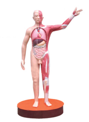 微電腦人體肌肉與內(nèi)臟模型