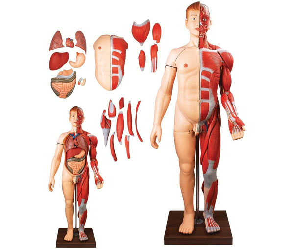 人體全身層次肌肉附內(nèi)臟模型