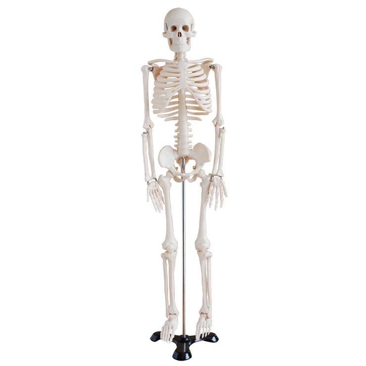 人體骨骼模型85cm