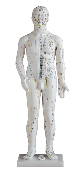<b>人體針灸模型(男性) 70cm</b>