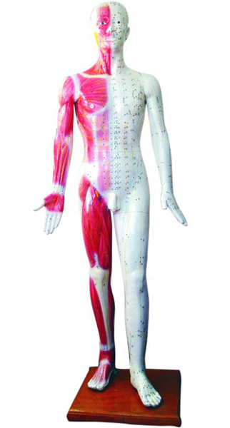 <b>標(biāo)準(zhǔn)針灸穴位模型178cm</b>