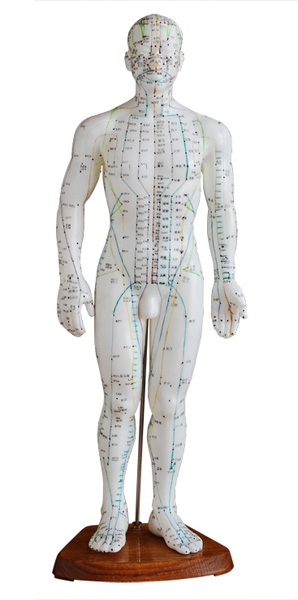 <b>人體針灸模型(男性)</b>